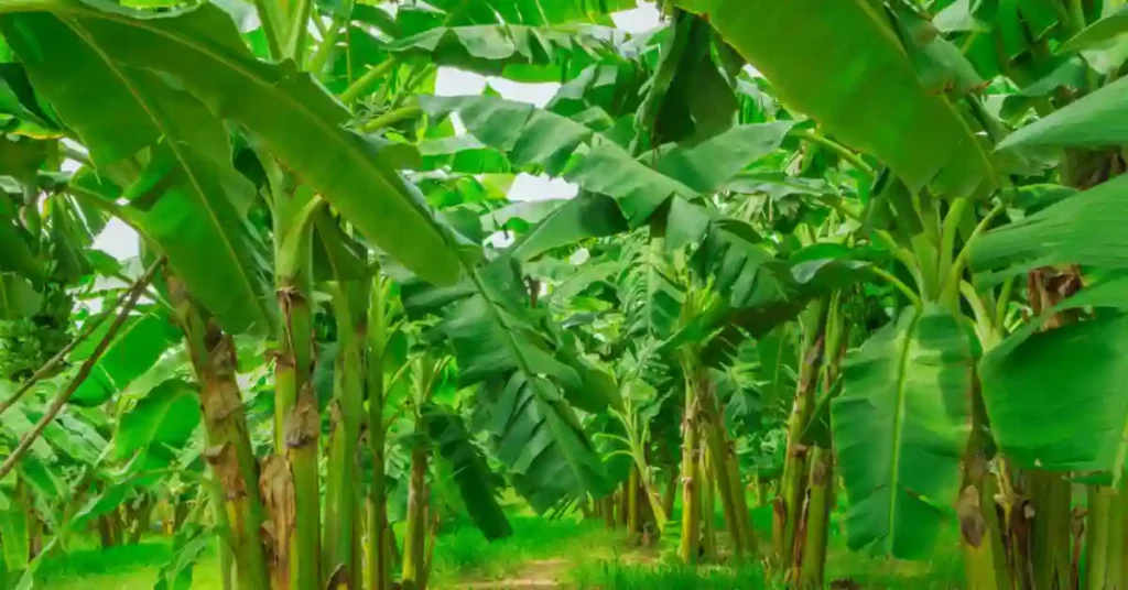 Banana farming in ideal environment condition
