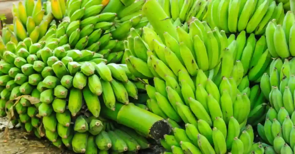 Collection of banana harvested from banana farming