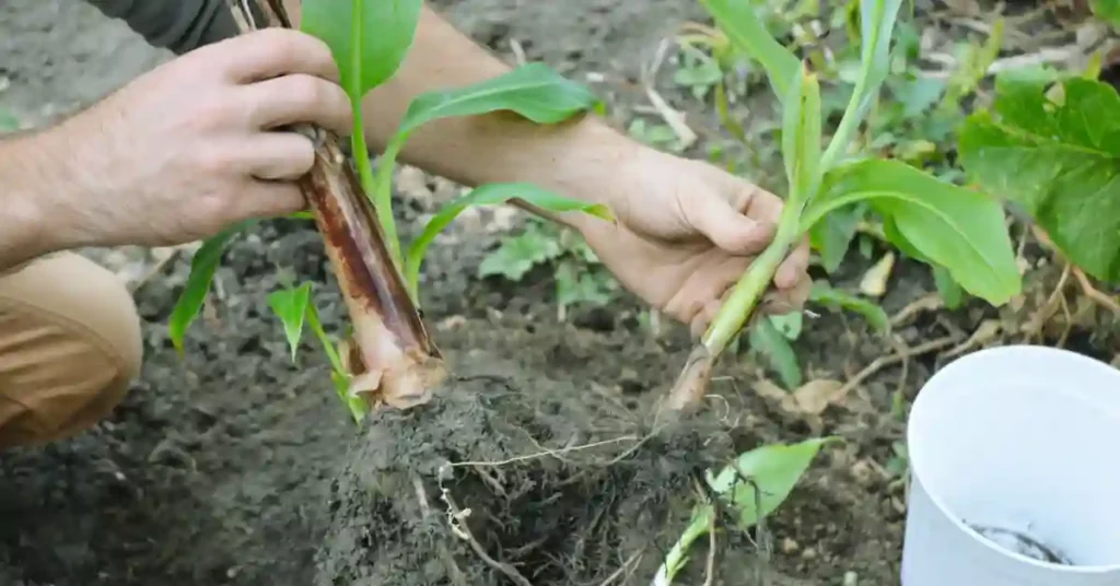 Newly plant is propagating for banana farming by man
