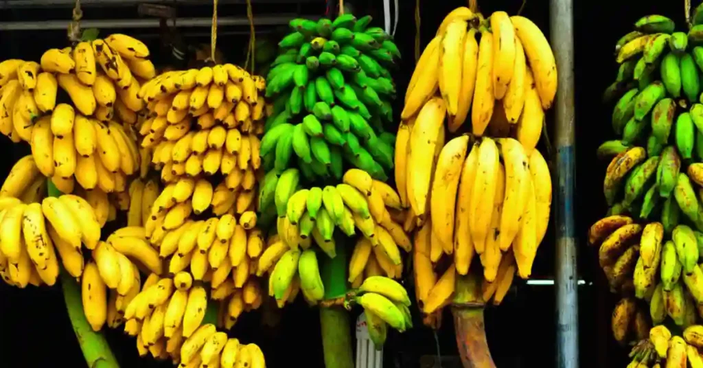 Varieties of bananas hanging for sale