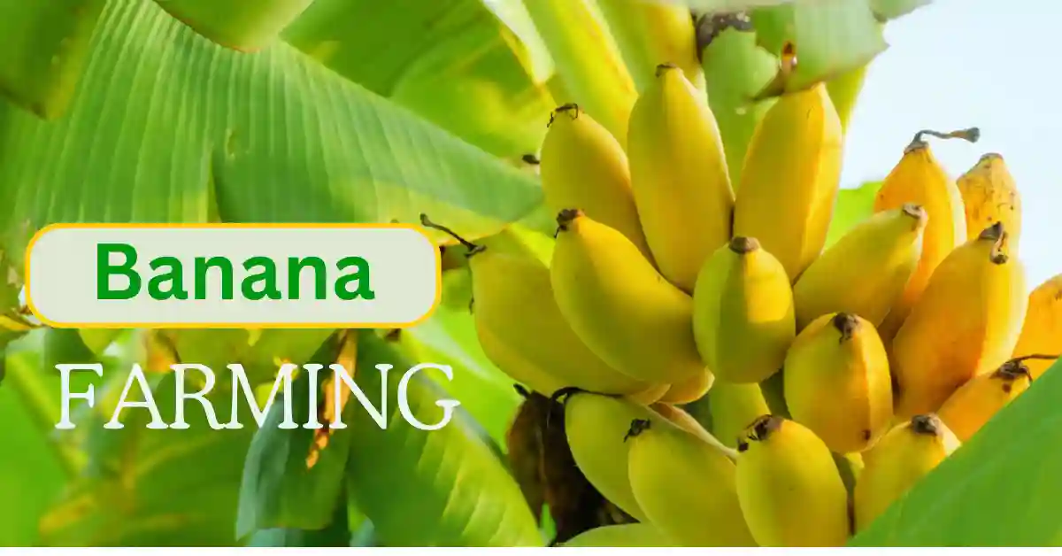 Ripe yellow bananas in a banana farming tree