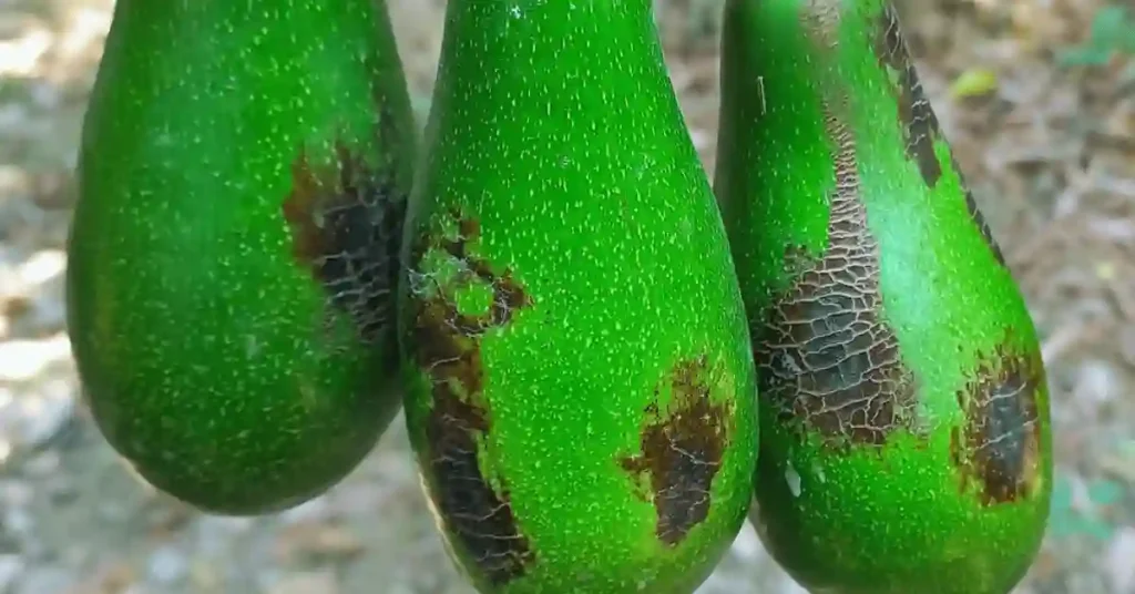 Avocado Tree Disease: Causes, Symptom, and Prevention Techniques Avocado fruit damage