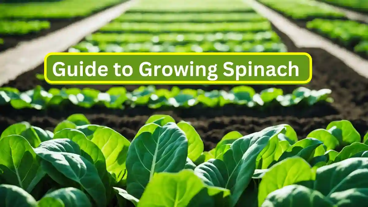 Lush garden bed with rows of vibrant green growing spinach plants, surrounded by rich, dark soil.
