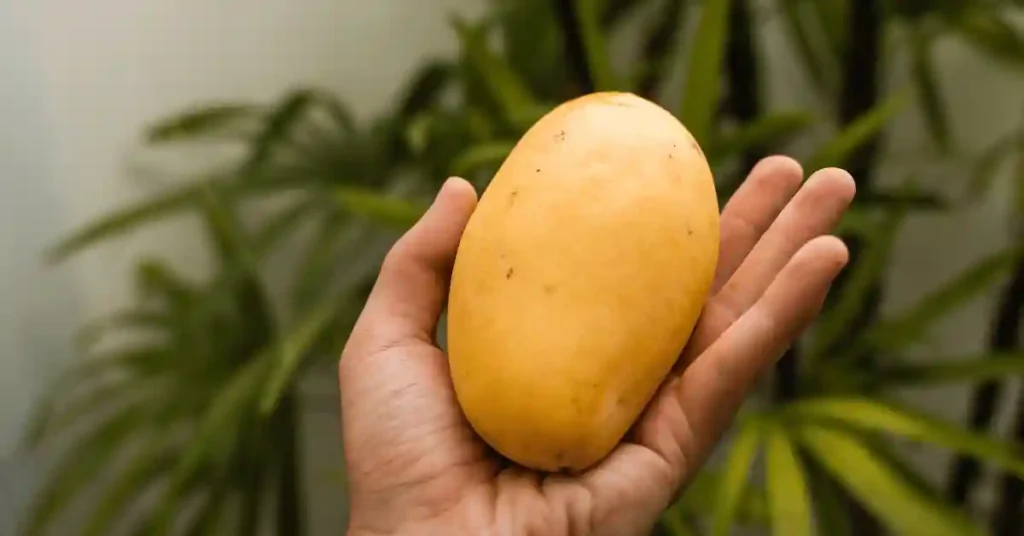 Holding ripe mango on hand