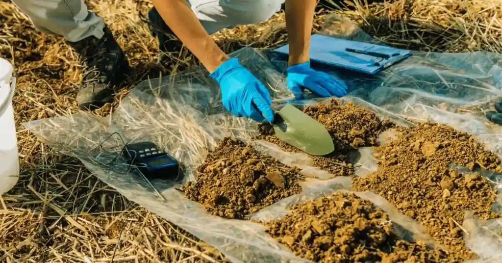 Avocado Tree Disease: Causes, Symptom, and Prevention Techniques Soil analysis