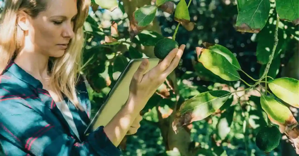 Avocado Tree Disease: Causes, Symptom, and Prevention Techniques Visual inspection of avocado tree