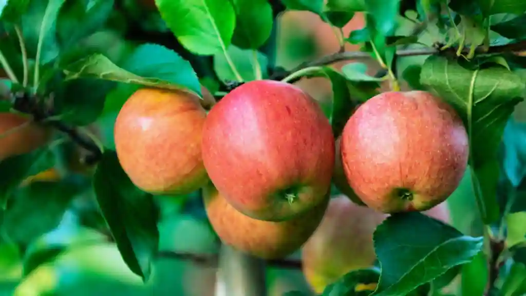 Top 5 Fruit Farming Tips to Grow a Bountiful Harvest Apple fruits in a tree