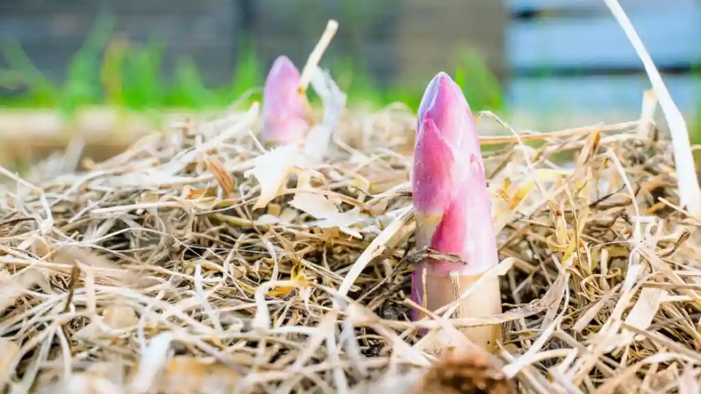 Asparagus mulch