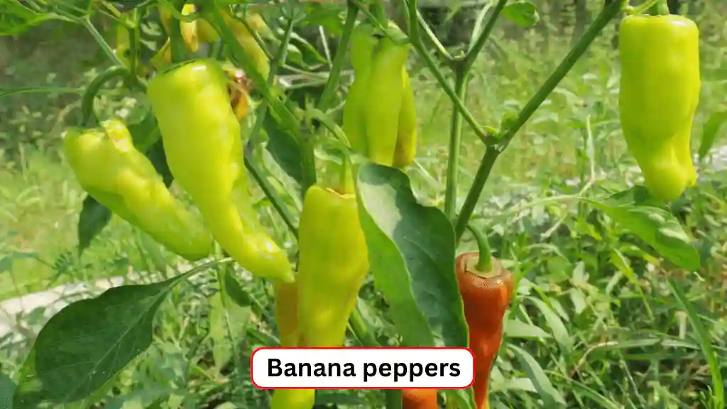 Red and green banana peppers