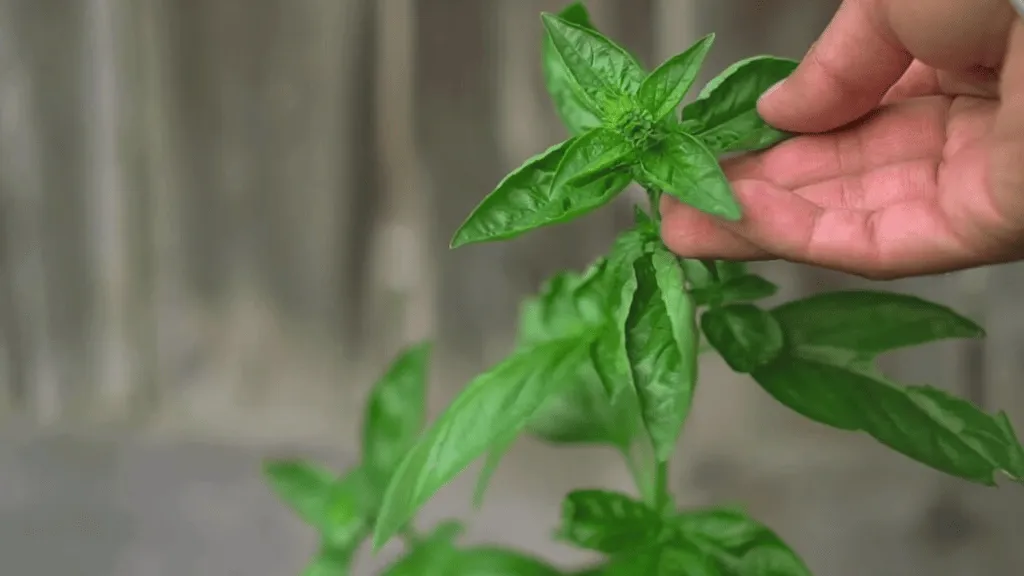 Choosing the right variety of basil