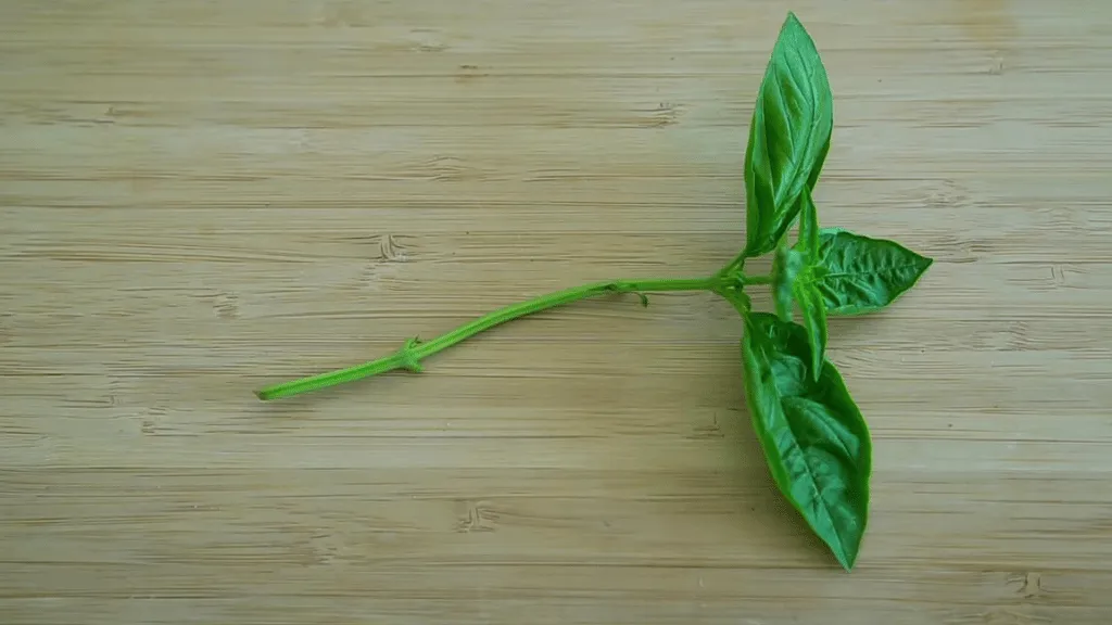 Basil cutting