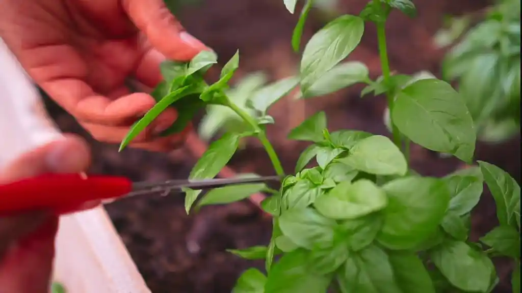 Selecting healthy stems of basil