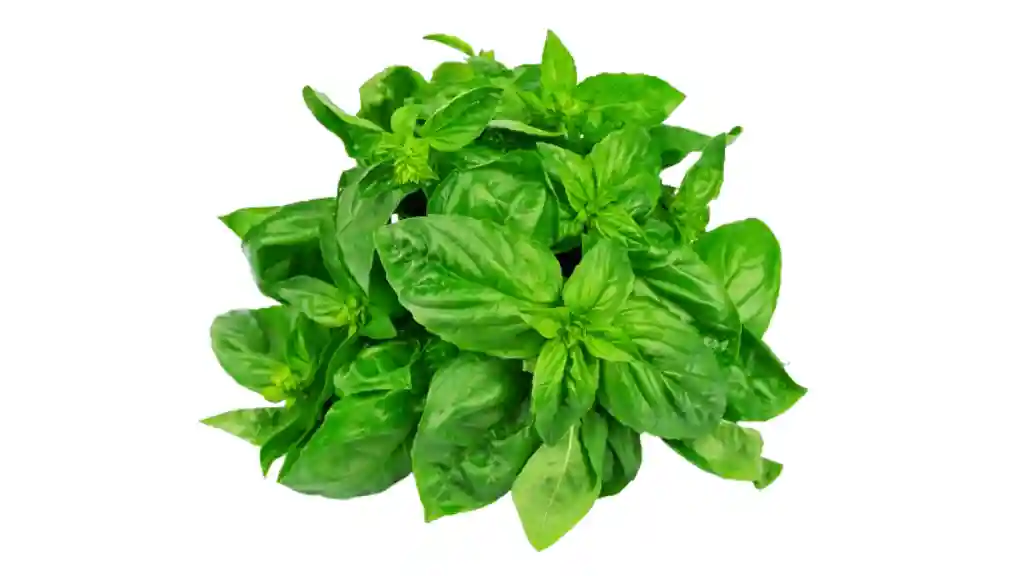 Green basil plants