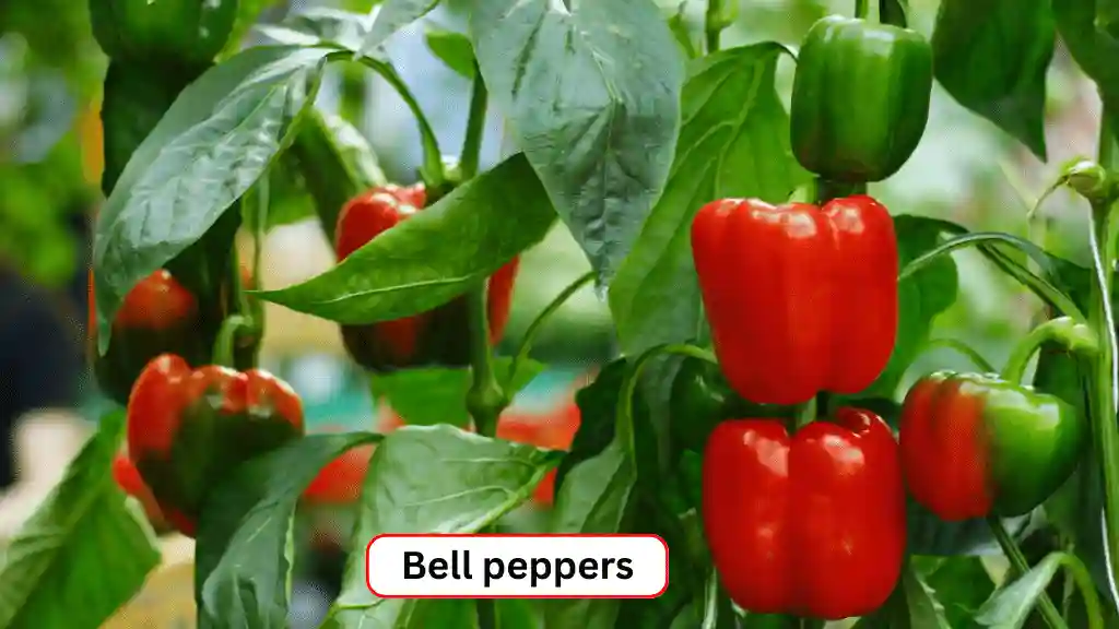 Green and red bell peppers