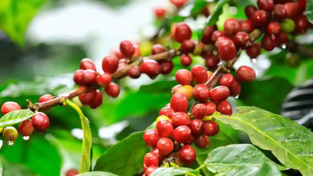 Top 5 Fruit Farming Tips to Grow a Bountiful Harvest Red berry in a branch of tree