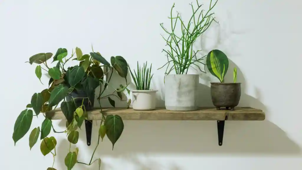 Best location to grow herbs indoors