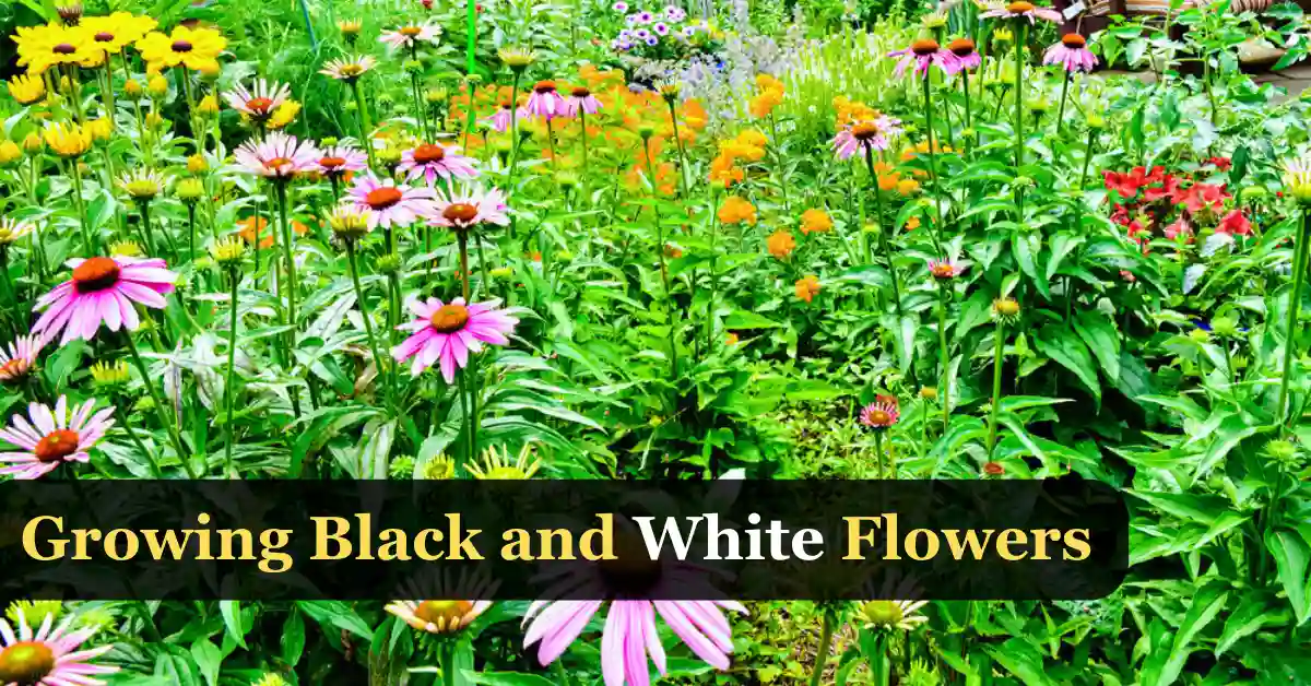 Black and white flowers