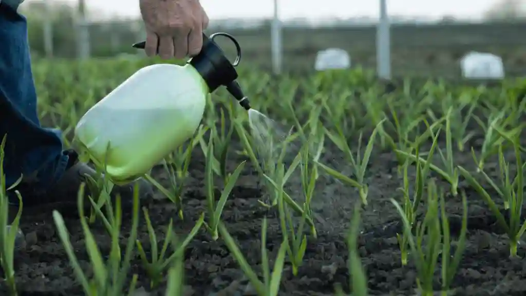 Fertilizing garlic plants