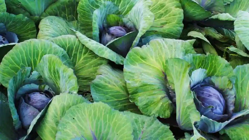 Caring and growing red cabbage