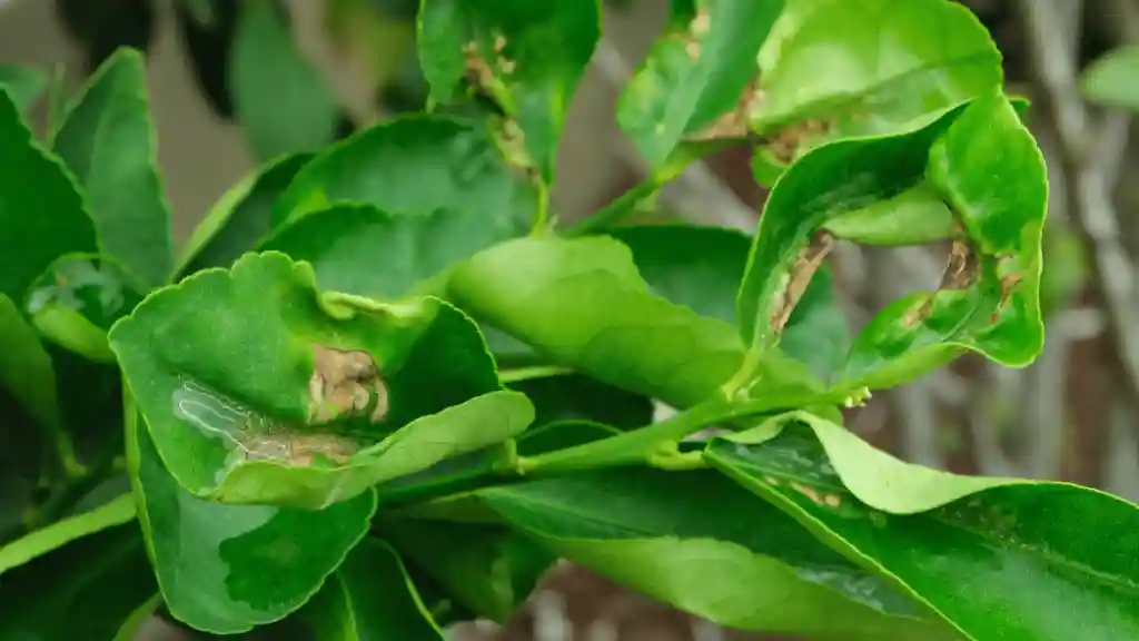 Causes of lemon tree leaves curling