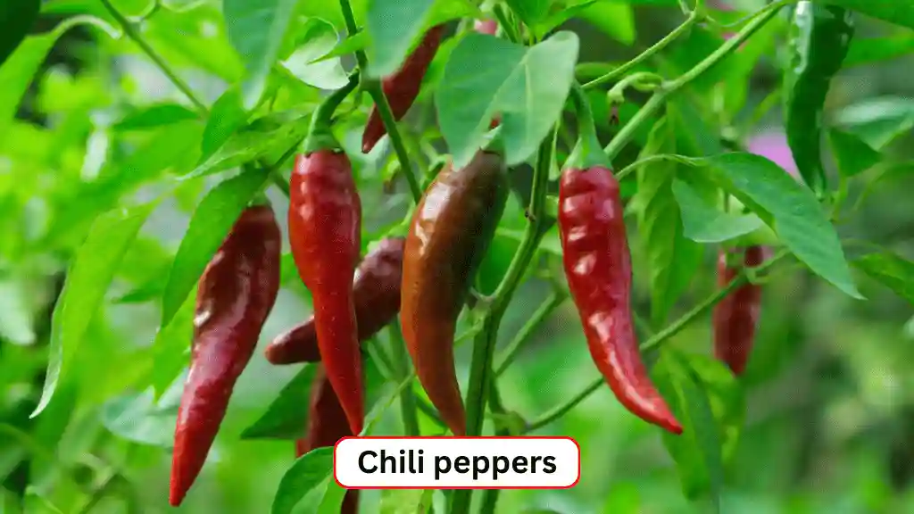 Red chili peppers