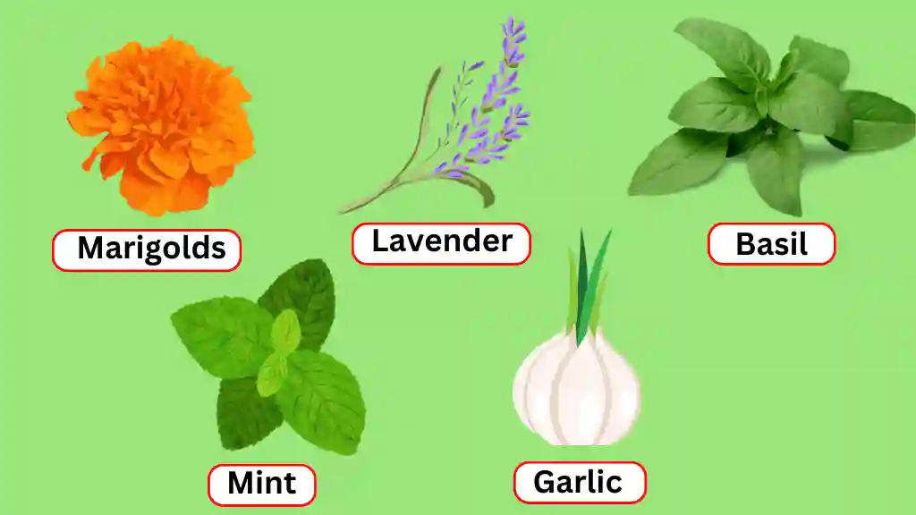 Common best companion planting