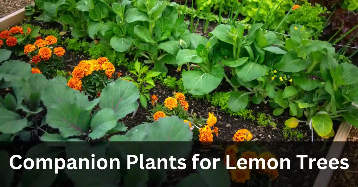 Companion plants of lemon tree