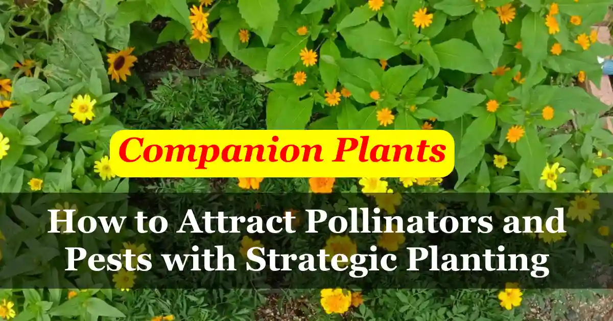 Companion plants