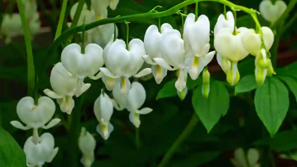 Dicentra spectabilis heart shape white flower