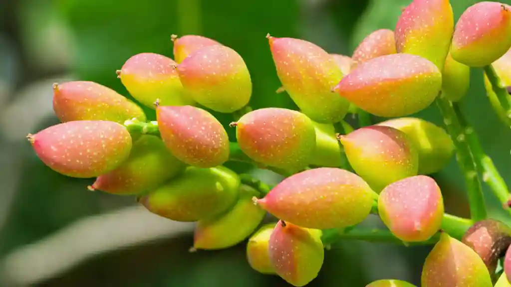 Established pistachio tree fruit