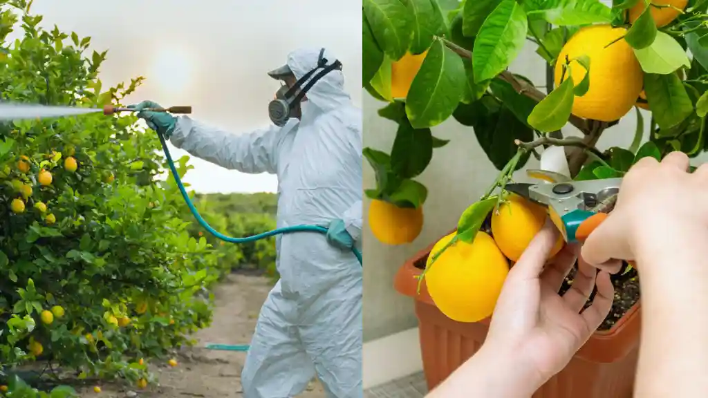 Fertilizing and pruning potted lemon tree