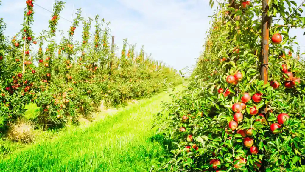 Top 5 Fruit Farming Tips to Grow a Bountiful Harvest Fruit farming farm