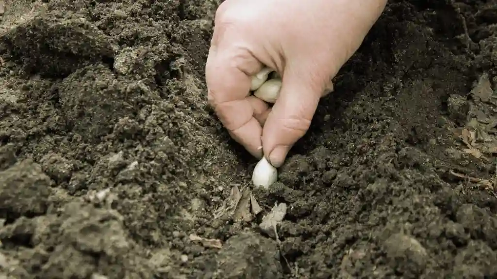 Planting garlic cloves by hand