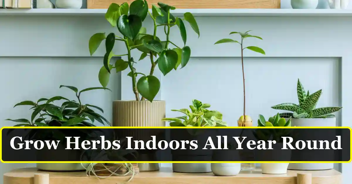 Grow herbs indoors