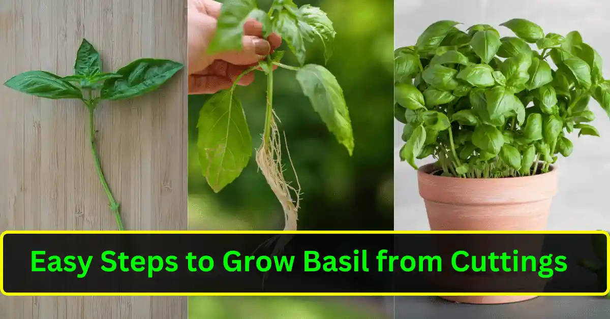 Growing basil from cuttings