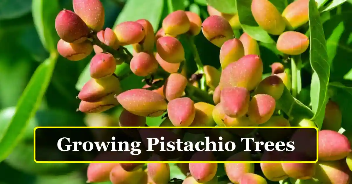 Growing pistachio trees