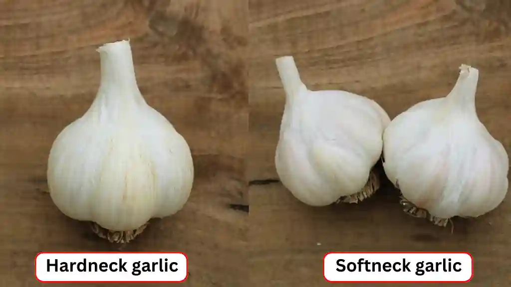 Hardneck and softneck garlic