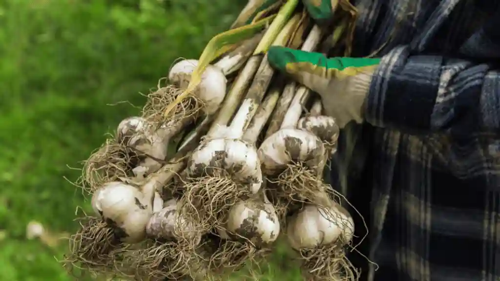 Harvesting Garlic