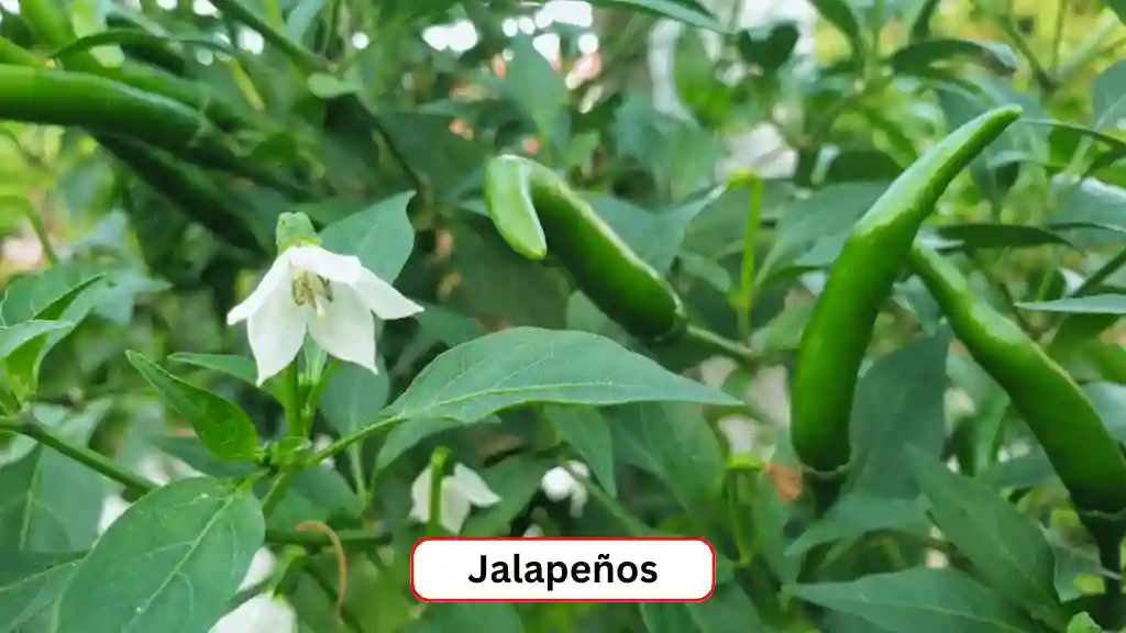 Jalapeños peppers start flowering and setting fruit