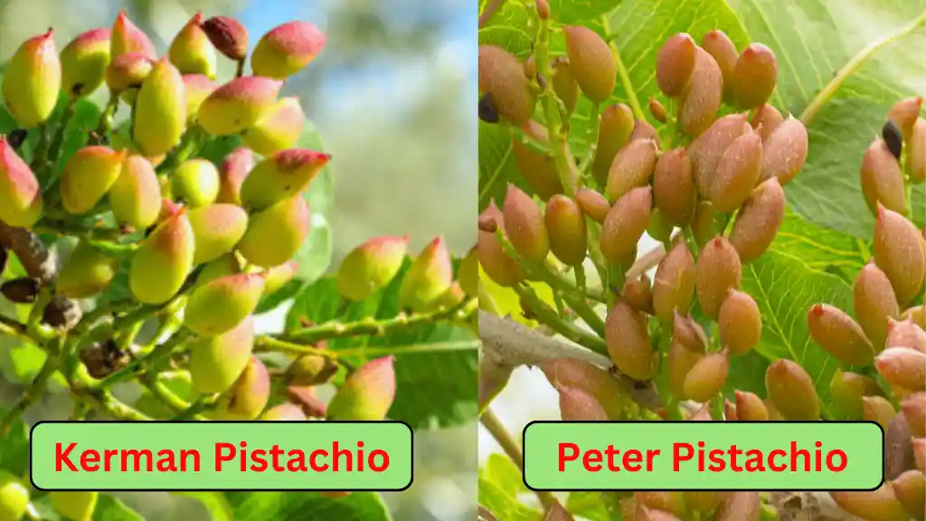 Kerman and Peter varieties