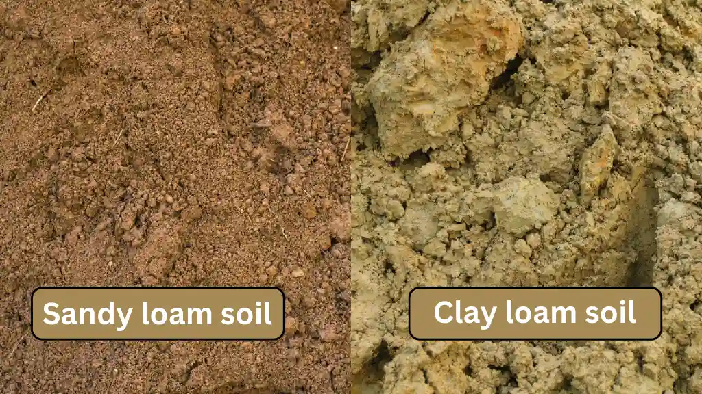 Soil type