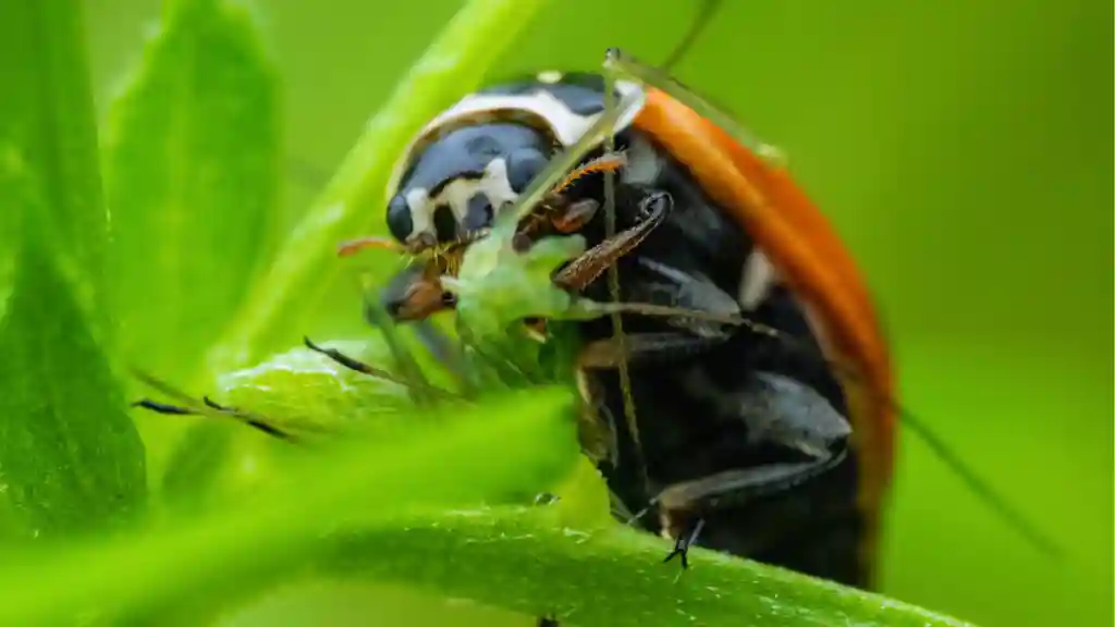 Ladybug eating prey
