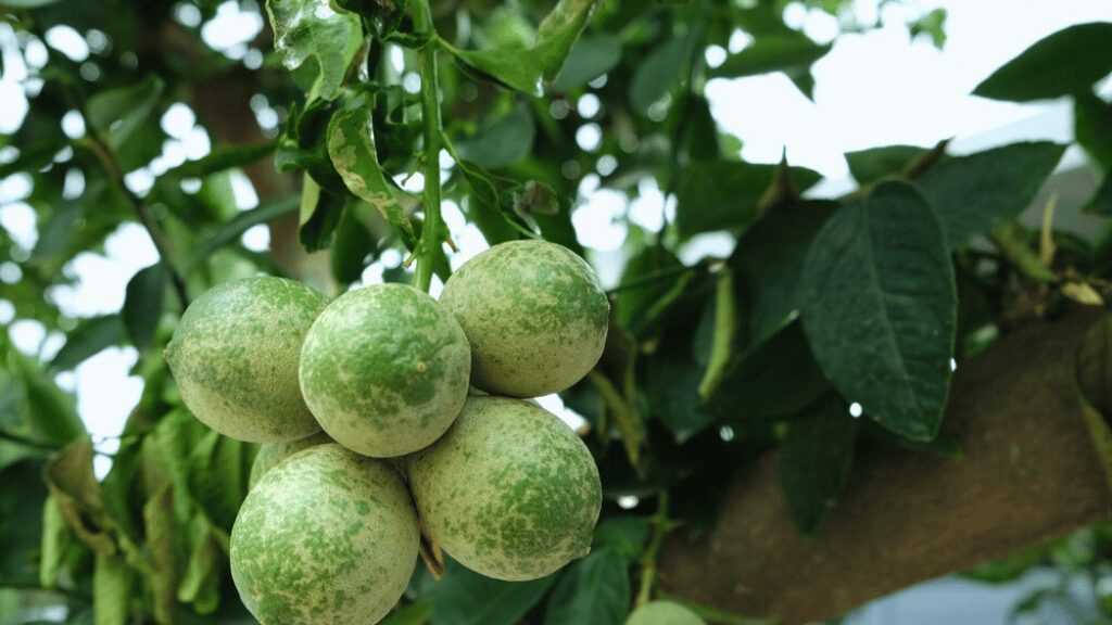 Treatment for Common Leaf Curling Causes