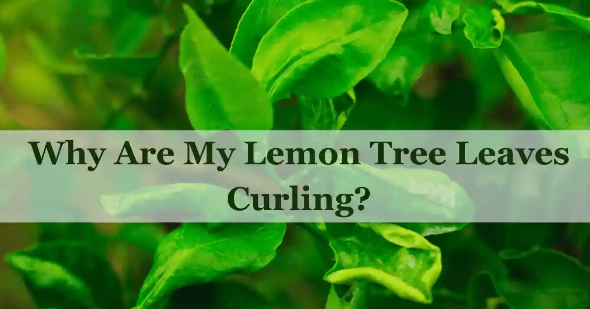 Lemon tree leaves curling