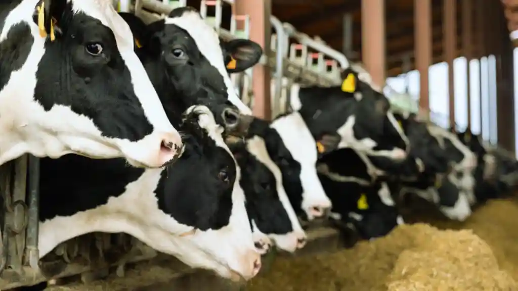Cows on the shed