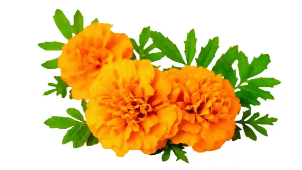 Yellow marigolds flower