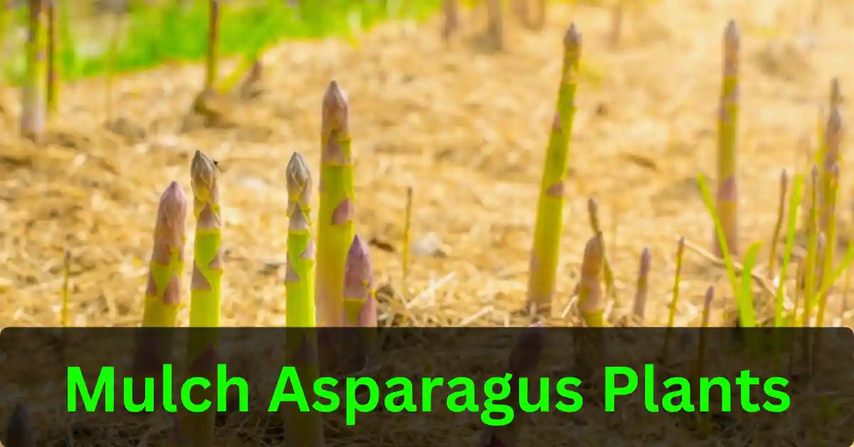Mulch asparagus plants