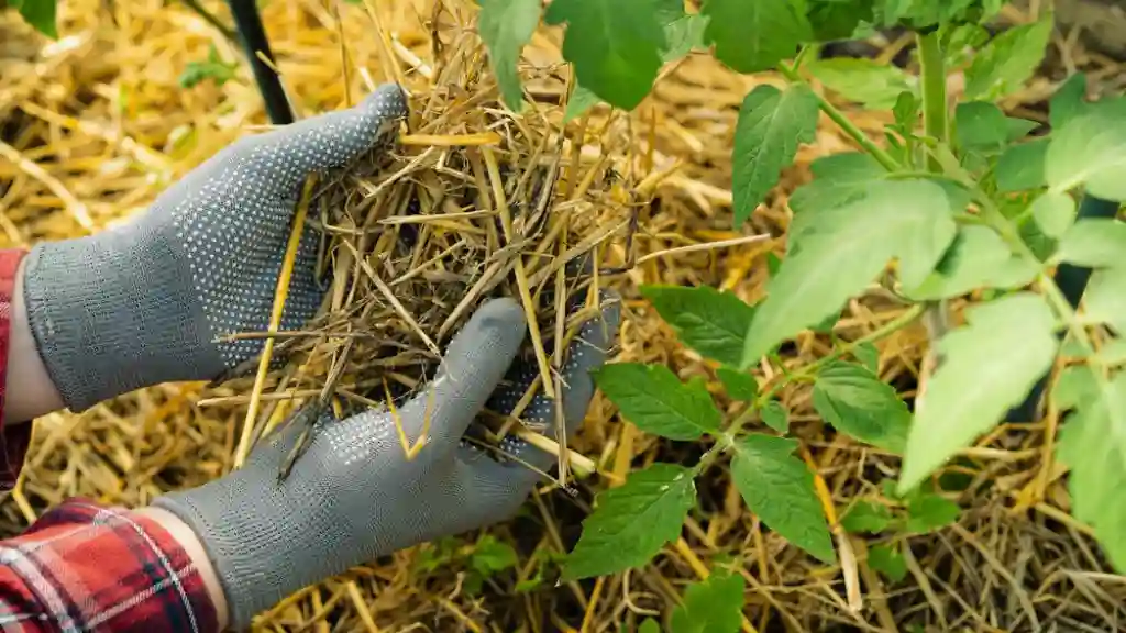 Mulching plant using straw