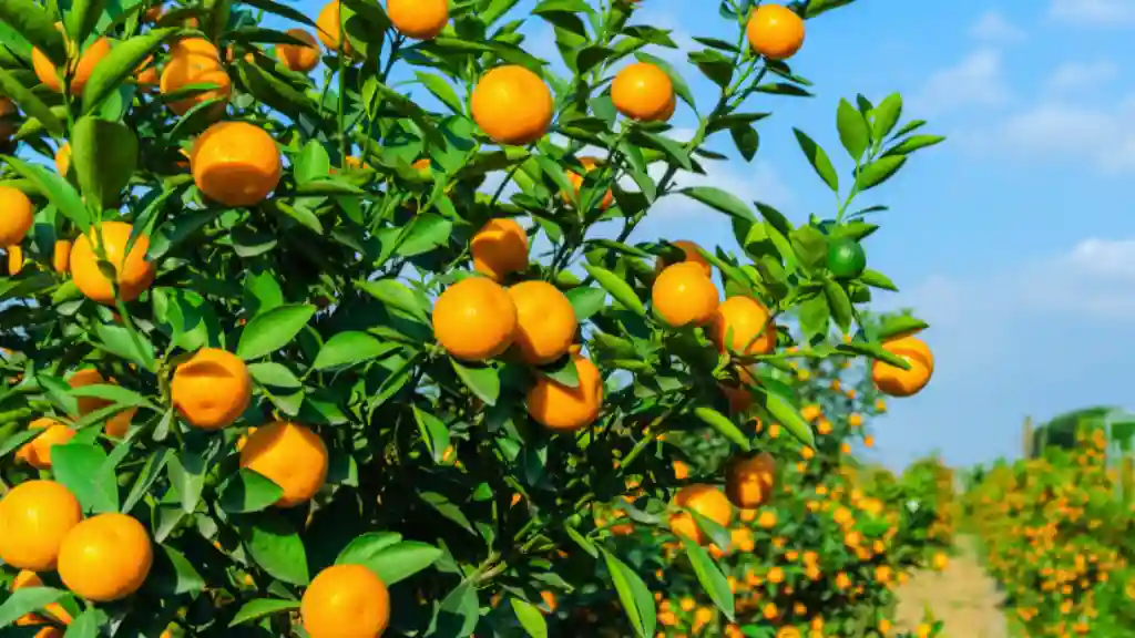Top 5 Fruit Farming Tips to Grow a Bountiful Harvest Orange fruit tree