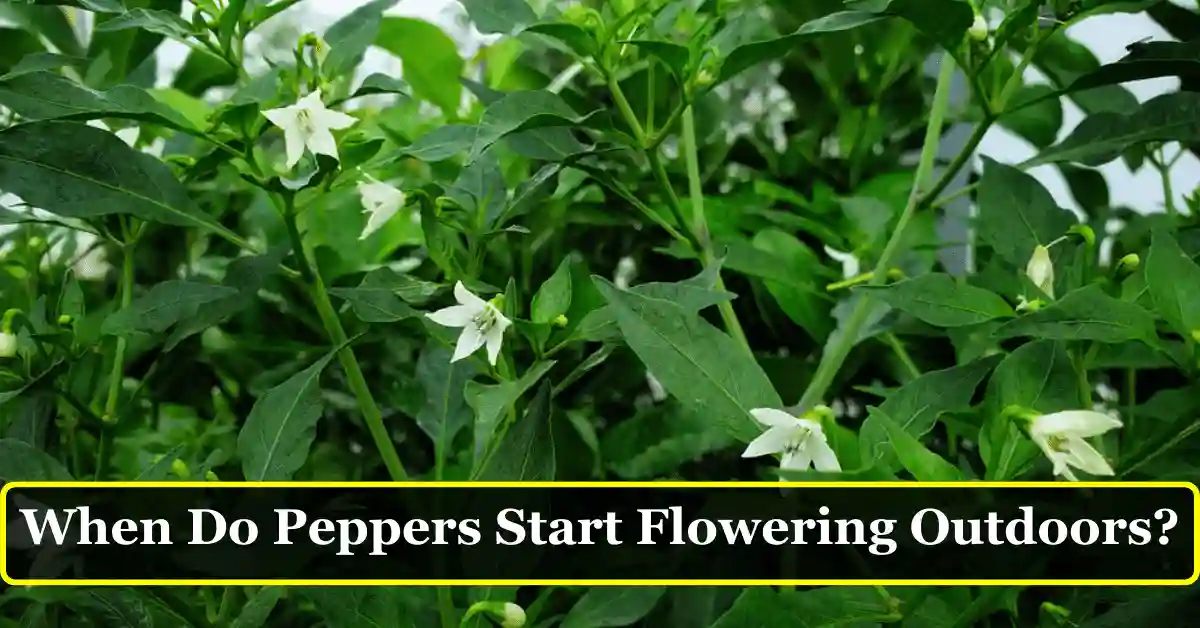 Peppers Start Flowering Outdoors